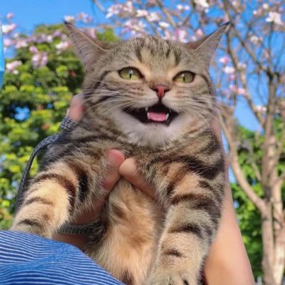 schmusemeier's profile picture. ich schmuse gerne