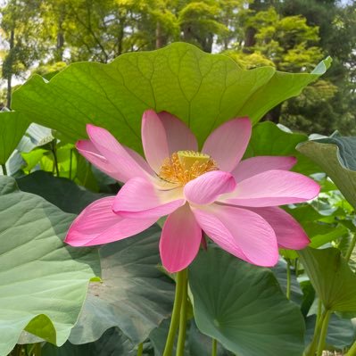 58回世界遺産検定1級受検よてい☺️２回目ですへへへ☘️同志のみなさん、一緒に頑張りましょ〜！🌈⭐️無言フォロー失礼します