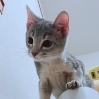 サクの日常 (@saku93cosplay) 's Twitter Profile Photo