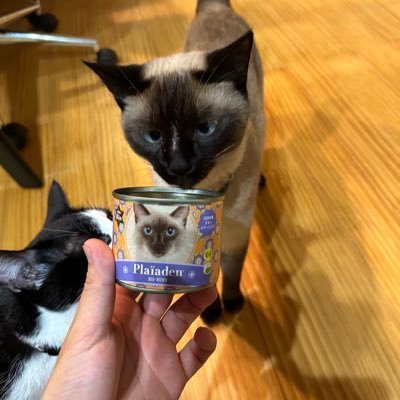 HSS型HSP /提唱者 INFJ/保護猫を2匹 /洗車 SF①調和性②共感性③慎重さ④適応性⑤親密性 🈲フォロバした直後のDMは営業と思っているので「お断り」します