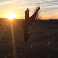 Olrea (@olrea_thomas) 's Twitter Profile