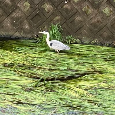 mdlB4ondDs50651's profile picture. ごる垢！53652811