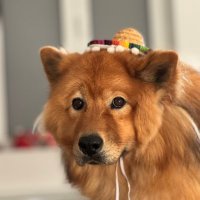 KOM Pengü (@mister_pengu) 's Twitter Profile Photo KOM Pengü (@mister_pengu) 's Twitter Profile Photo