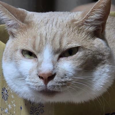 hayatomo0001's profile picture. 会社員です
撮影の仕事してます
2等無人航空機操縦士
陸特2級
アマ4
マイクロドローン始めたい。