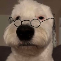 Perro Bondiola 2 (@45idkhow2) 's Twitter Profile