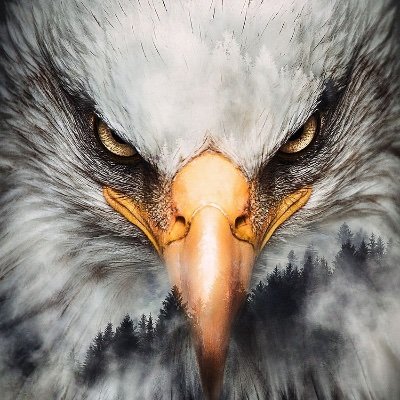 No DM’s you will be blocked. Question Everything! Don’t fall for the propaganda BS. Free thinker. No Party Affiliation here.