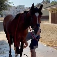 Ali (@altilibldrnadam) 's Twitter Profile Photo