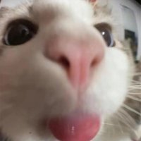 Millie:))) (@millivia2413) 's Twitter Profile