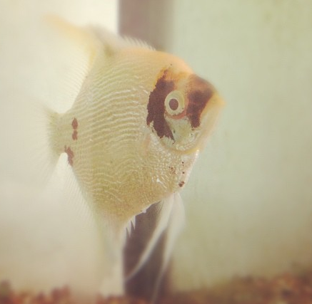 I'm Jeffrey Fish. I know more about cool stuff than your average cichlid because I live at @Shillington_ Sydney & stare @twonwood's mac all day.