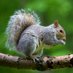 Squirrel (@squirrel1047523) Twitter profile photo Squirrel (@squirrel1047523) Twitter profile photo