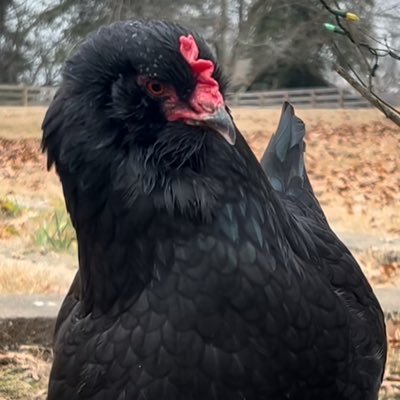 LeeDijon717's profile picture. Extroverted Hard Core People Pleaser