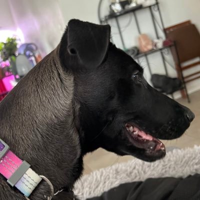 SilasDeed's profile picture. Just an old guy with his own mind that won’t be contained surprised I made it past 30. America first and proud. Takes me a bit to follow back. Many BS accounts.