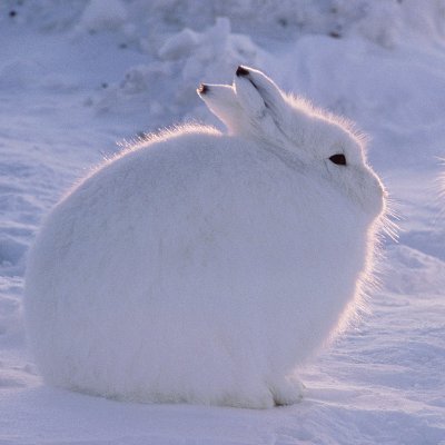 VVyrne's profile picture. I like stuff and things | Trans rights are human rights. | I barely actually tweet anything, might reply once and a while but I am generally too shy.