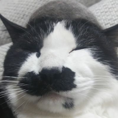 yukako12321's profile picture. web制作学習中｜40代パート主婦｜ねこ・
山・本が好き｜#デイトラ｜2024/08/19〜