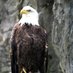 baldeagle58 (@baldeaglejuly4) Twitter profile photo baldeagle58 (@baldeaglejuly4) Twitter profile photo