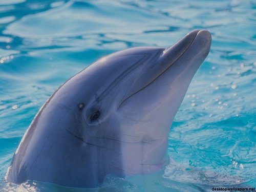 SunSet_Water's profile picture. Come to Orlando, Flordia to watch a dolphin show, swim with them or even feed them!