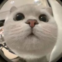 Rebecca Cao (@bekiii_c) 's Twitter Profile