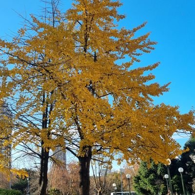 PiCoSopa's profile picture. Viajera. Se me dice K y es verdad. Detrás de una patria libre, justa y soberana andan mis ideales.