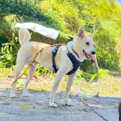 0707kohei's profile picture. 東京