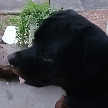 PatrickTheTroll's profile picture. 