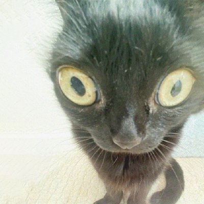 oficero's profile picture. im pro and dumb