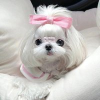 이안나 (@shephcswest) Twitter profile photo