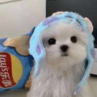 이안나 (@greyscswford) 's Twitter Profile
