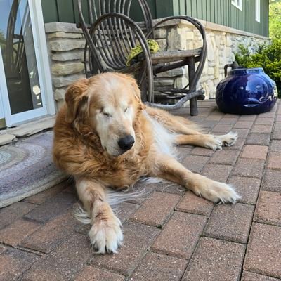 Goldens 🐕 Toby 11; Lillie 🌈. Good Life-Upper Great Lakes, Brown Ale, Cyclones, Packers, Red Wings, Metals Not Plastics, Wool, Peer Gynt Suite