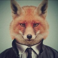 NotYourAverageFox (@seanjustsayin) 's Twitter Profile