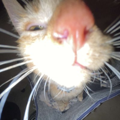 calixsillz's profile picture. main @salfisherreal // mostly venting 🔥