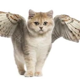 16CanadianBlue's profile picture. 