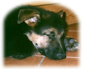 I lost my GSD Spanna to CDRM in 2000. I then set up spanna.net to help others with this disease.  In 2003 Dogmobility was born to help source quality products.