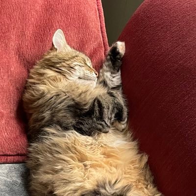 suuhuushi's profile picture. priv