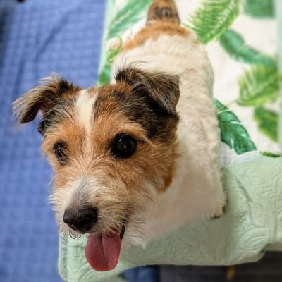 takataka__829's profile picture. 愛犬🐶やゲーム🎮の事を呟いてます。時々TLが皆さんのJRTの寝顔等で埋まります😚業者・収益・投資・DMはスルーします🙅 ジオキャッシング🗾🧭🔎💰 🎁#PS5 #FF14 #DIY #ジオキャッシング #GeoCaching #ジャックラッセルテリア #JackRussellTerrier #JRT