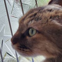 セリシア (@m_serina0908) 's Twitter Profile