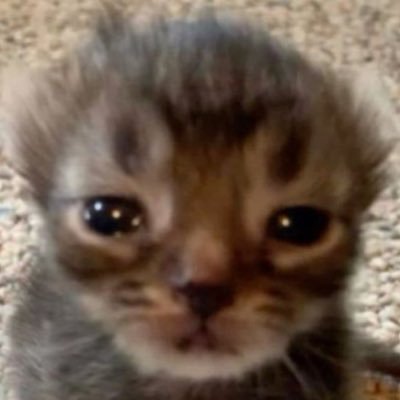 catboydulac's profile picture. gay vampy boi | @thevampprincex priv