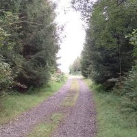 Klaus (@jungleklaus) 's Twitter Profile