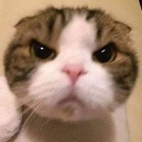 みる (@forte_miru) 's Twitter Profile