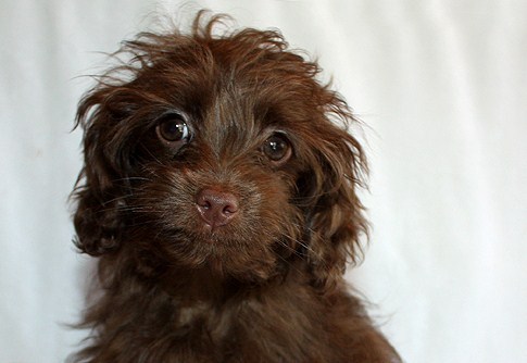 puppytate's profile picture. i love making crumbs, madlibs & @KayseGehret. fan of stinson beach, sparrows, socks and hanae mori. I DON'T LIKE CHINESE FOOD.