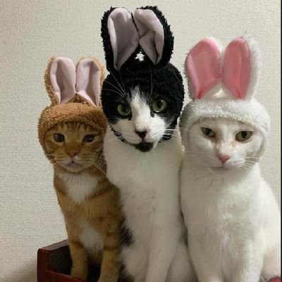 SongZeXi99's profile picture. hello everyone.