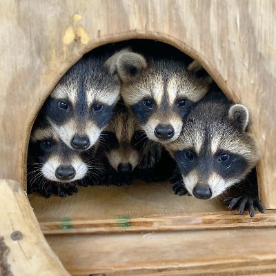 PlaguePudding's profile picture. any/all
three raccoons in a trench coat.

Keine Götter, keine Meister, keine Könige.
Слава Україні!