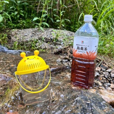 nkugn_cha's profile picture. 東京→青森→東京　好きなもの（順不同）→海/山/川/地被類/植物/ウミウシ/猫/菌類/微生物/生物/化学/物理/食べ物/中村佳穂/アジカン/んoon/映画/音楽...etc