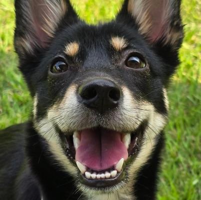 GANAG_YG31's profile picture. 24.03.01생 공주🐕💕 시고르자브종 일상적 평범한 사진들 올립니다🥰 F&B 자유🐶