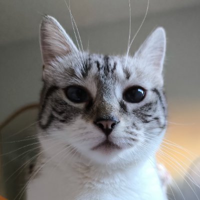 artemisatweets's profile picture. Una que teje, construye, crea y descubre.
Soy una chica, no una gata. Pero nos parecemos mucho.