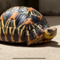 ホウシャガメのマウラさん radiatedtortoise (@maura0425) 's Twitter Profile Photo ホウシャガメのマウラさん radiatedtortoise (@maura0425) 's Twitter Profile Photo