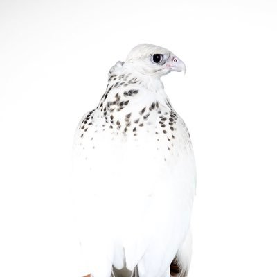 ahmad129's profile picture. الباز