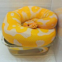~昴~@爬虫類🐍🦎 (@wanted_to_pet) 's Twitter Profile