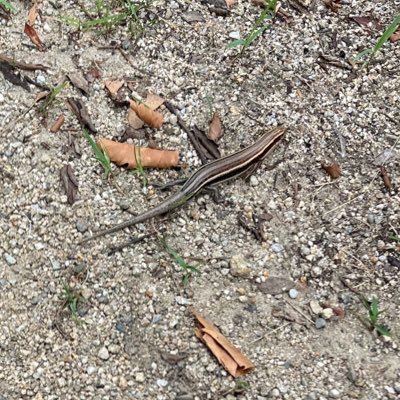 PeGlpl's profile picture. 