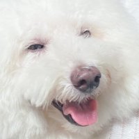 γ΄γγπΎπΉ (@pyontyonpi) 's Twitter Profile