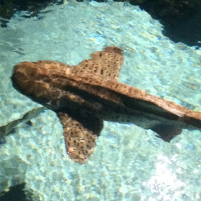 blitzashspear's profile picture. 